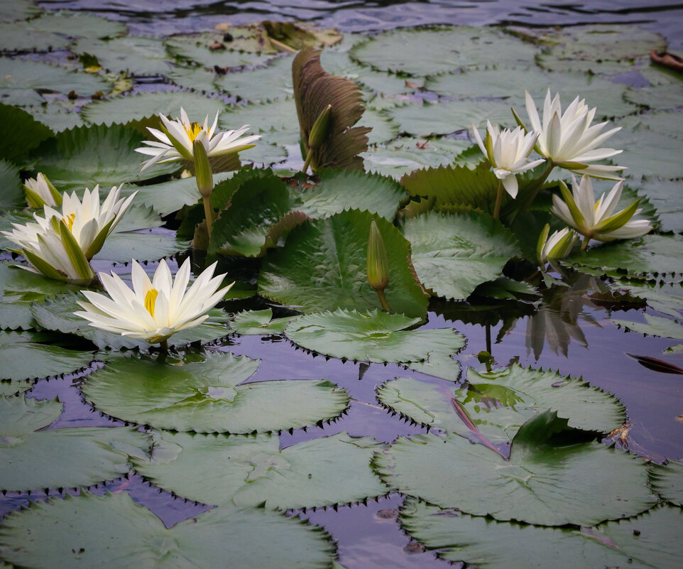 Лотосы - Андрей Город