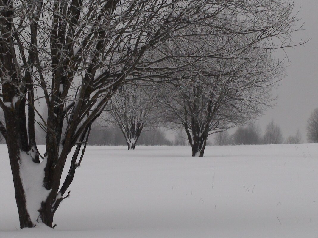 Деревья - fogmeadowww m