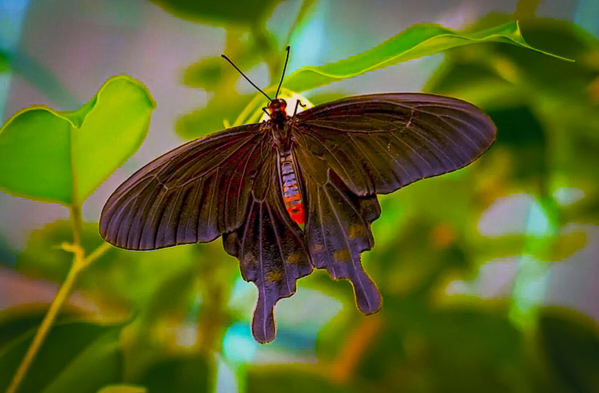 Бабочка-парусник. - Aleksey Afonin