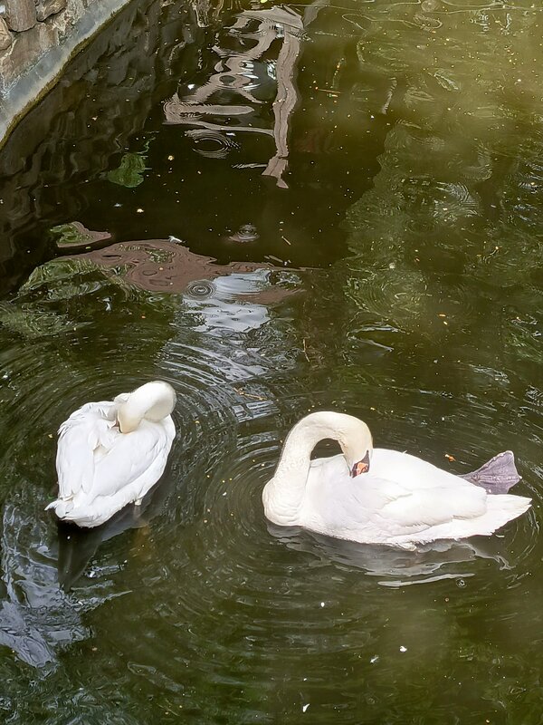 Лебеди в парке Лога - Татьяна Пальчикова