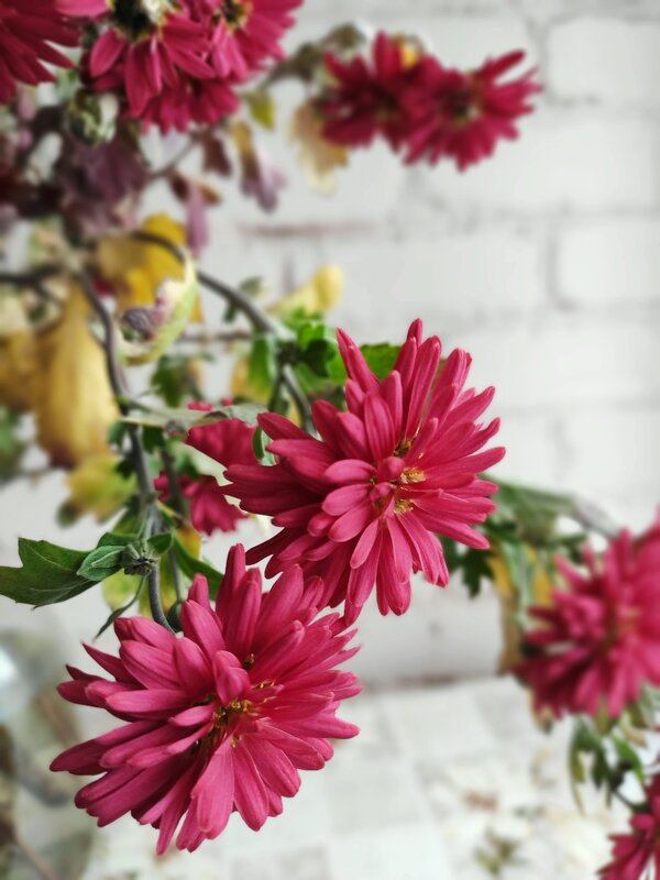 Настроение лета - Сашук 