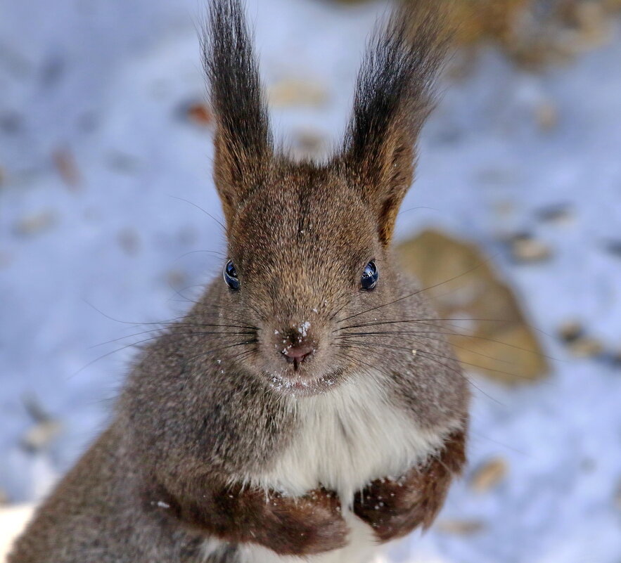 гостья  приветствует... - Andrey Bragin 