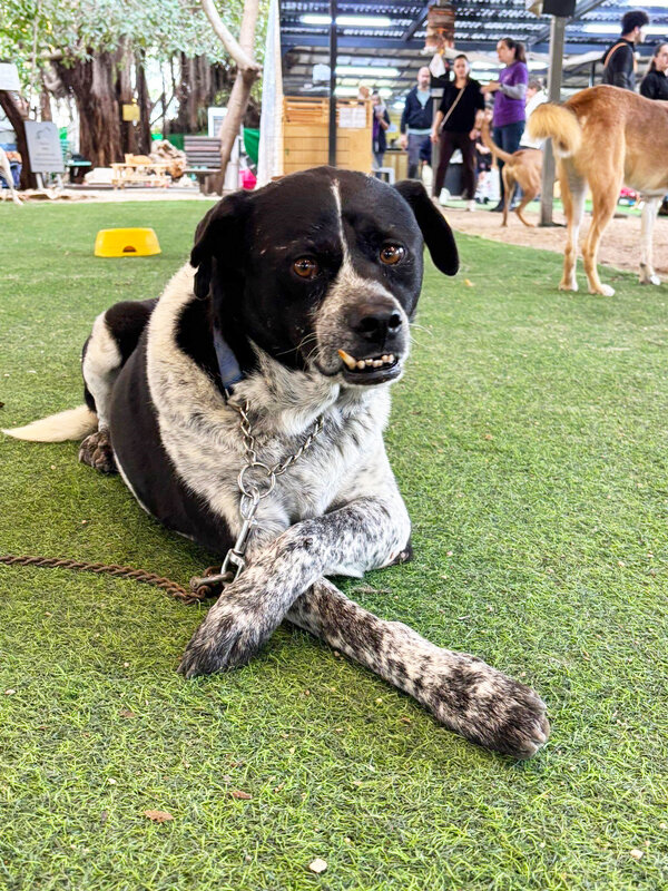 НЕ   ПОДХОДИ - Анатолий Малобродский