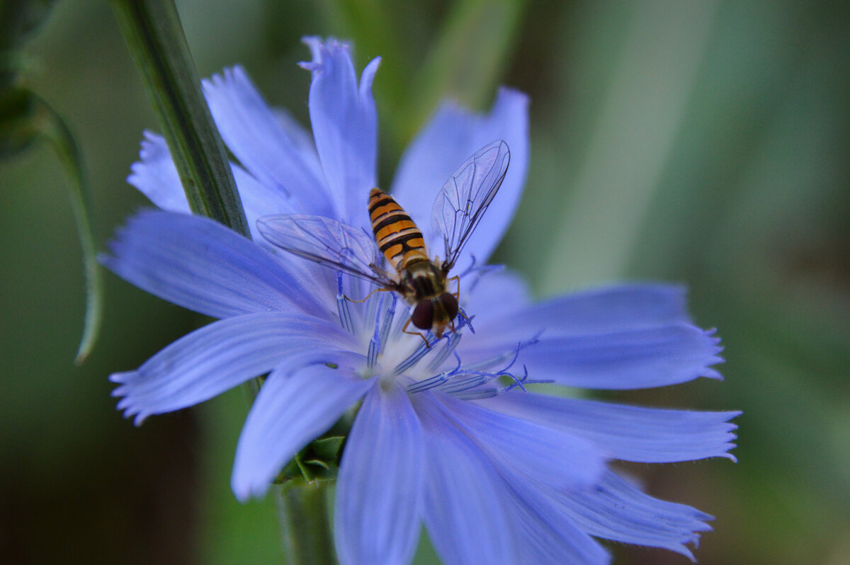 Сладостный нектар лета... - Надежда Куркина 