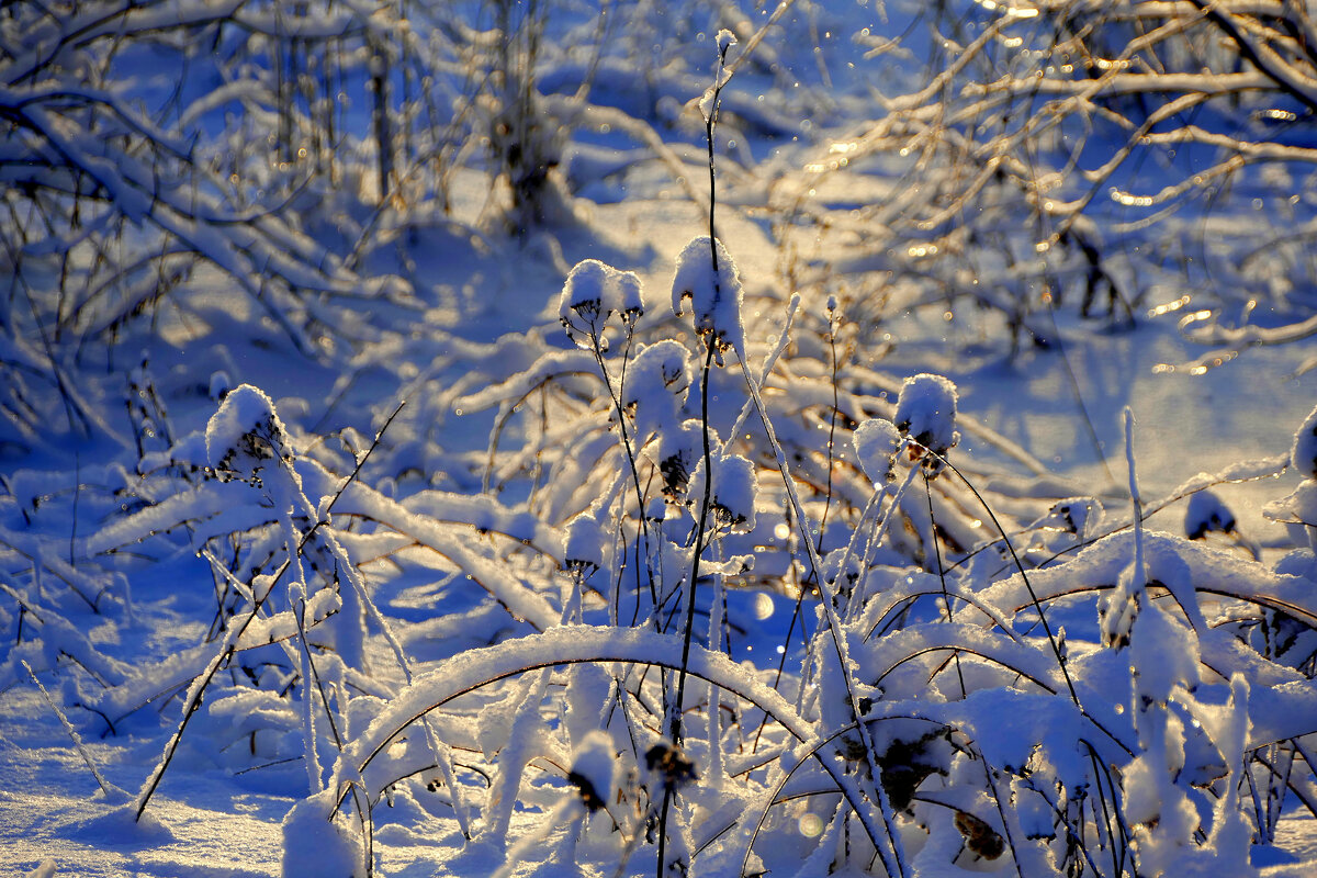 картинки января 26г. 2 - Александр Прокудин