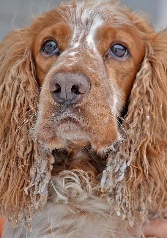 Серьёзный Кекс. - Валентина  Нефёдова 