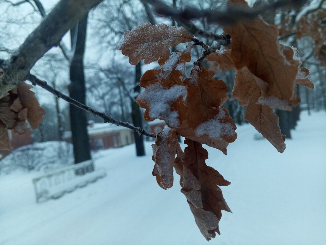 Дуб - Сапсан 