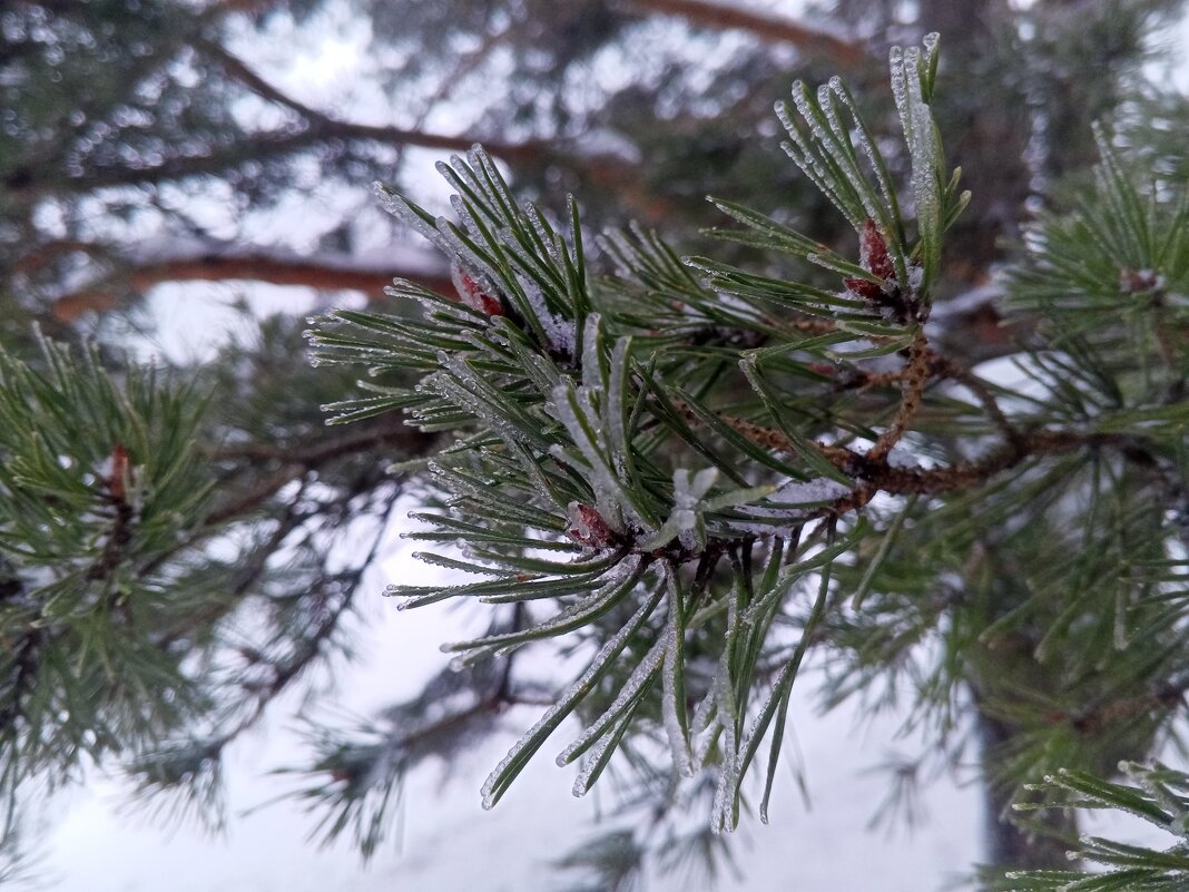 Сосна - Сапсан 