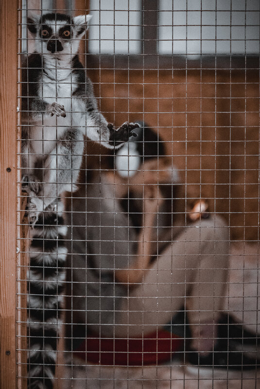 В клетке - Илья Шенгелия