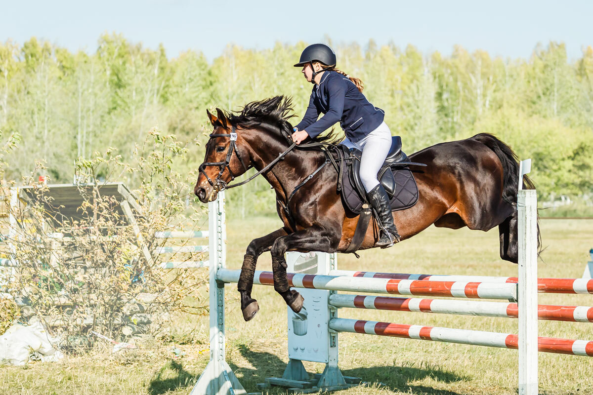 Конкур - SanSan 