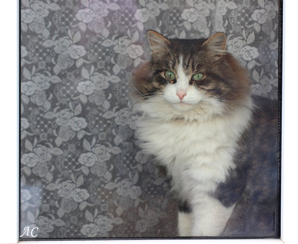 Сидит кошка на окошке... - Любовь Сахарова