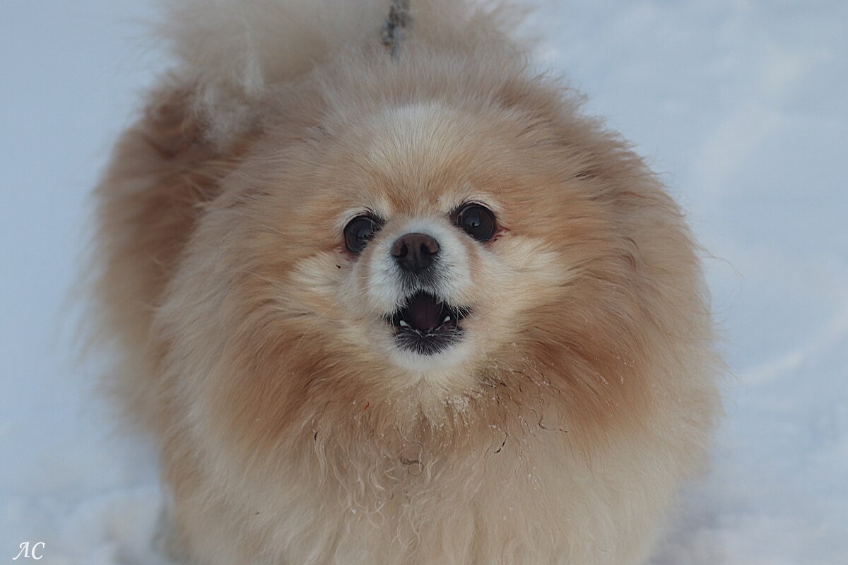 Боня - Любовь Сахарова