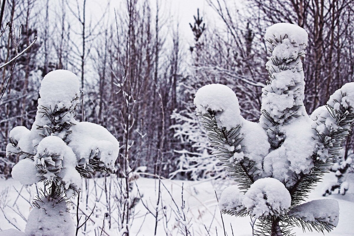 Зима...скульптор! Сосны- снегурочки! - Владимир 
