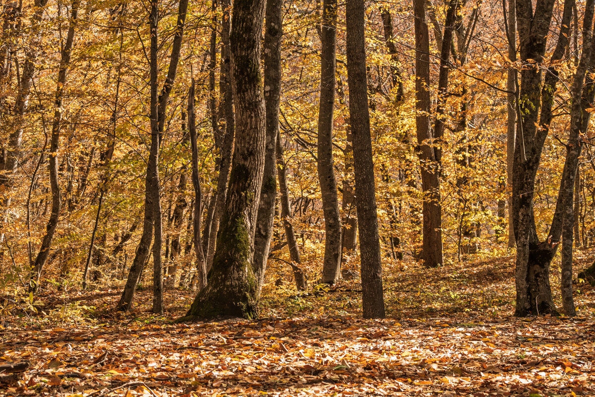 Осень в горах - Игорь Сикорский