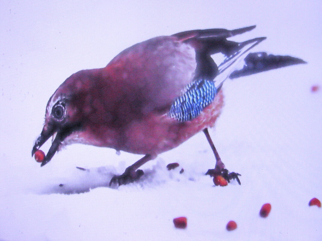 Проголодалась сойка - Людмила Смородинская