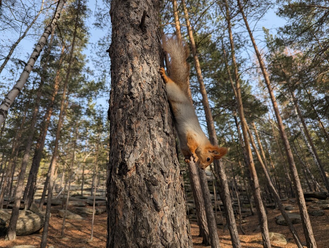 Каркаралинская белка - Андрей Хлопонин