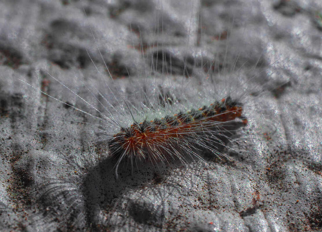 Пришелец - Андрей C