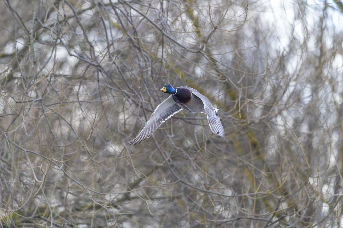 кряква в полете - юрий макаров