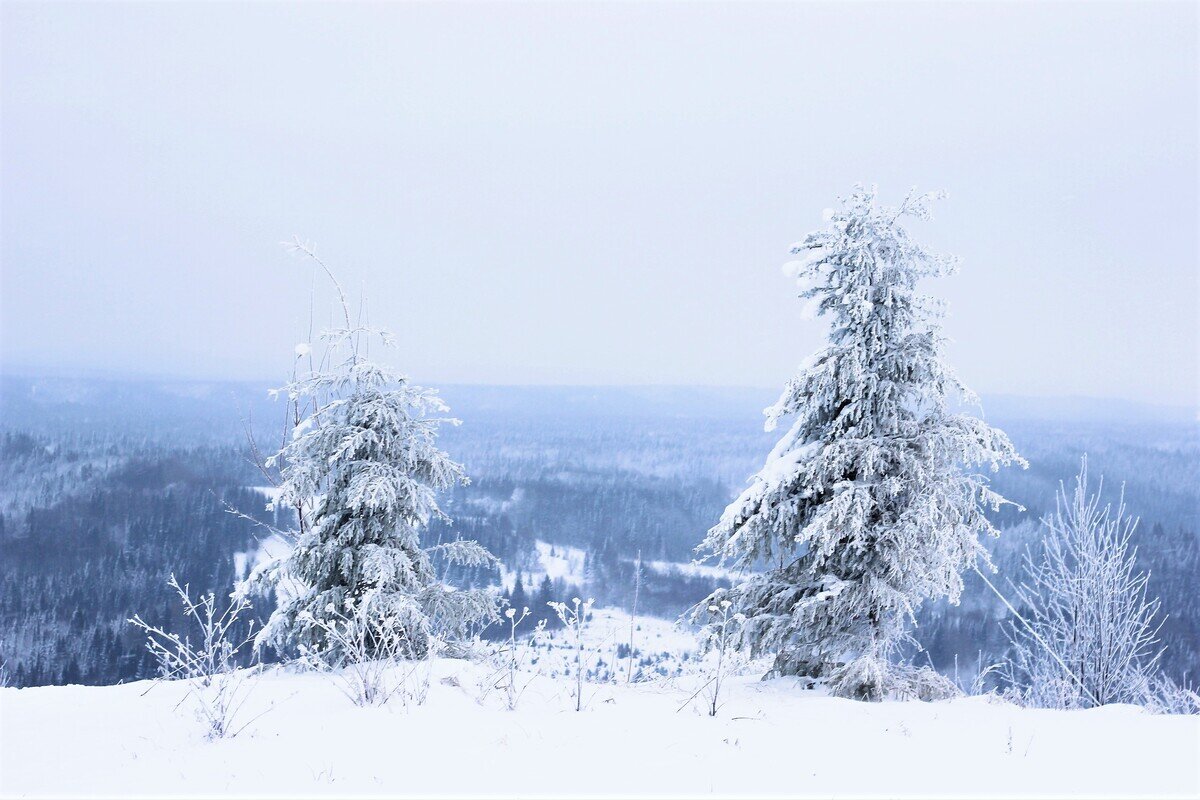 Белогорье - Лариса С.