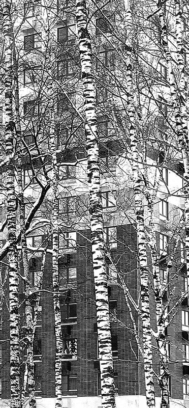 Березки. - Юрий Журавлев