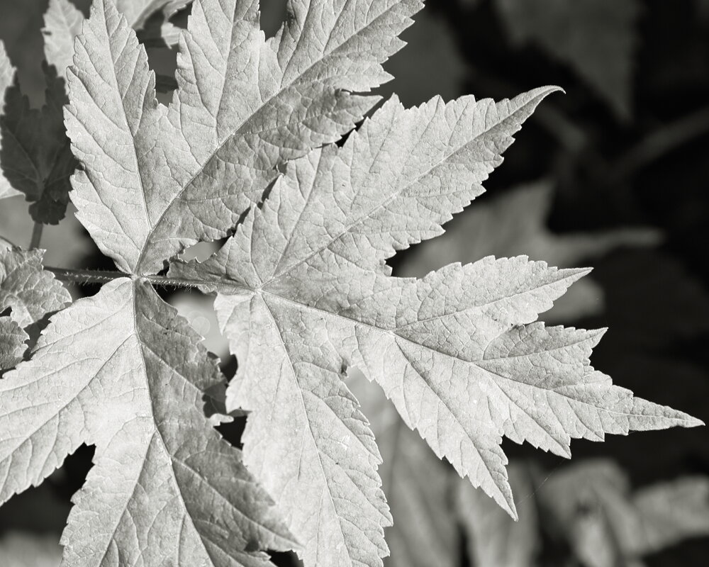 Фотография - Денис Безногов
