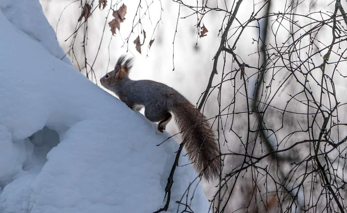 *** - Владимир Безбородов