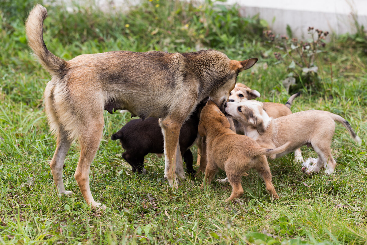 Мама - Игорь Шевченко