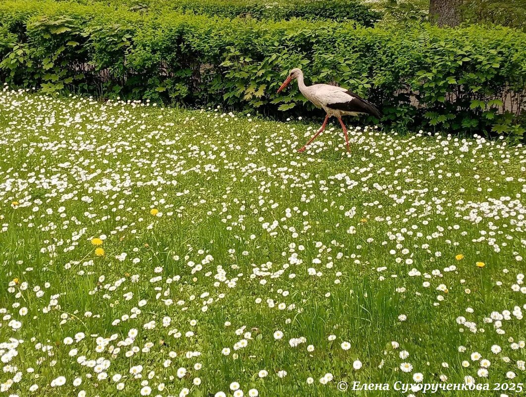 Аист на прогулке - ЕЛЕНА СУХОРУЧЕКОВА 