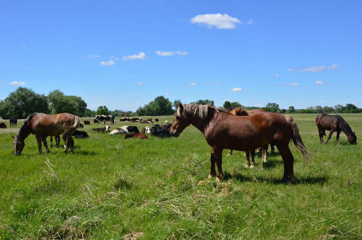 Донские зарисовки. - Виктор 