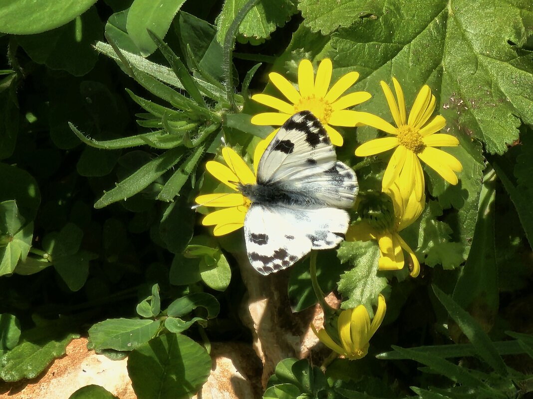 На январском солнышке - Аркадий Басович