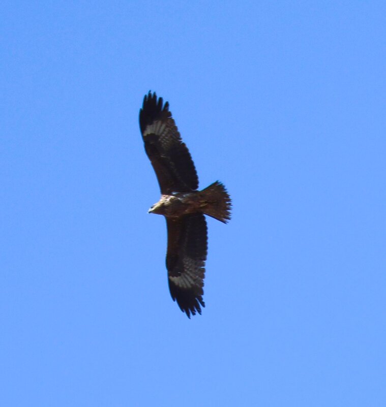 коршун - Аркадий Басович