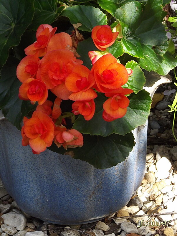 Бегония - Freddy 97