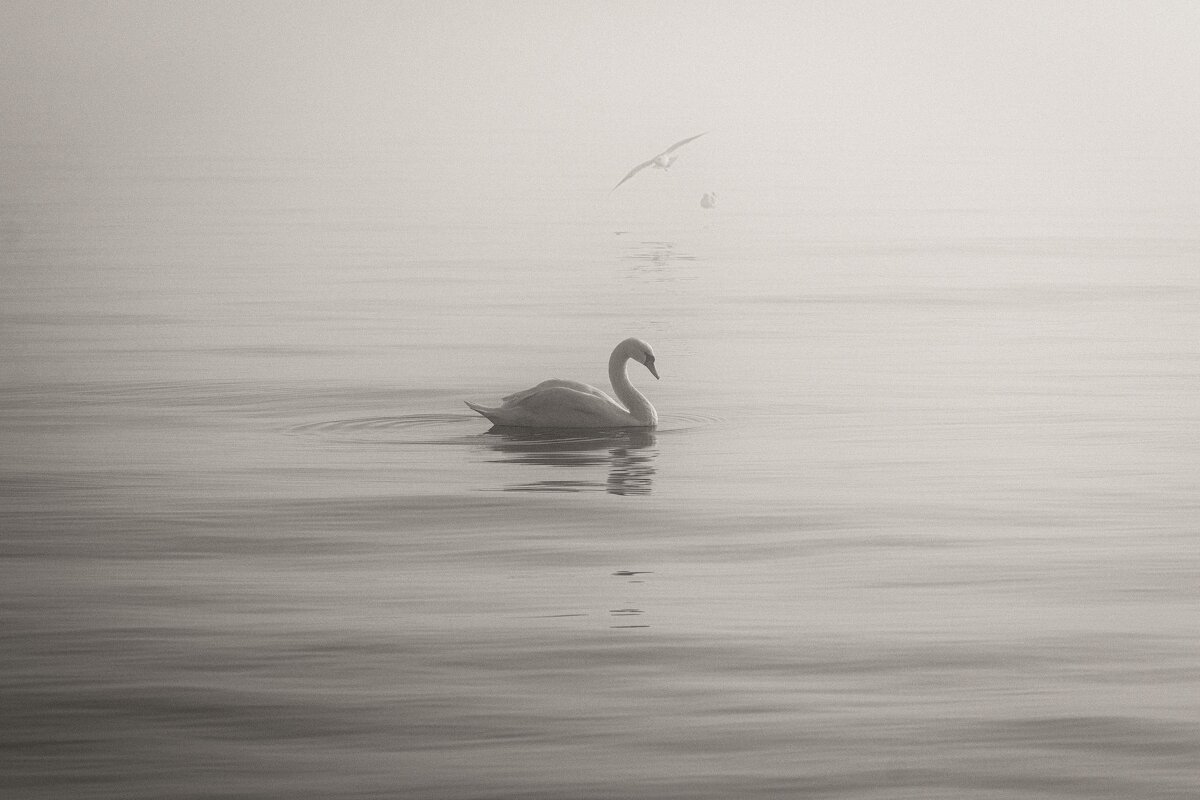 Одинокий кочевник туманного моря. - Анатолий Щербак
