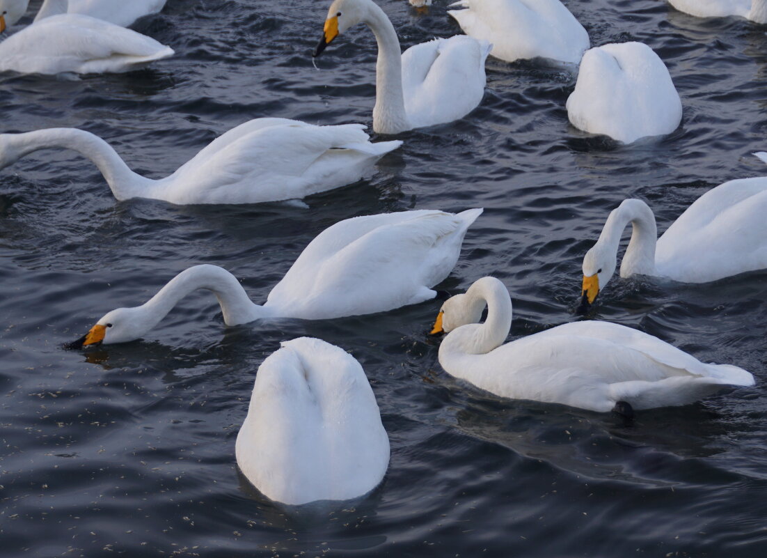 Ныряем вместе - Наталия Григорьева