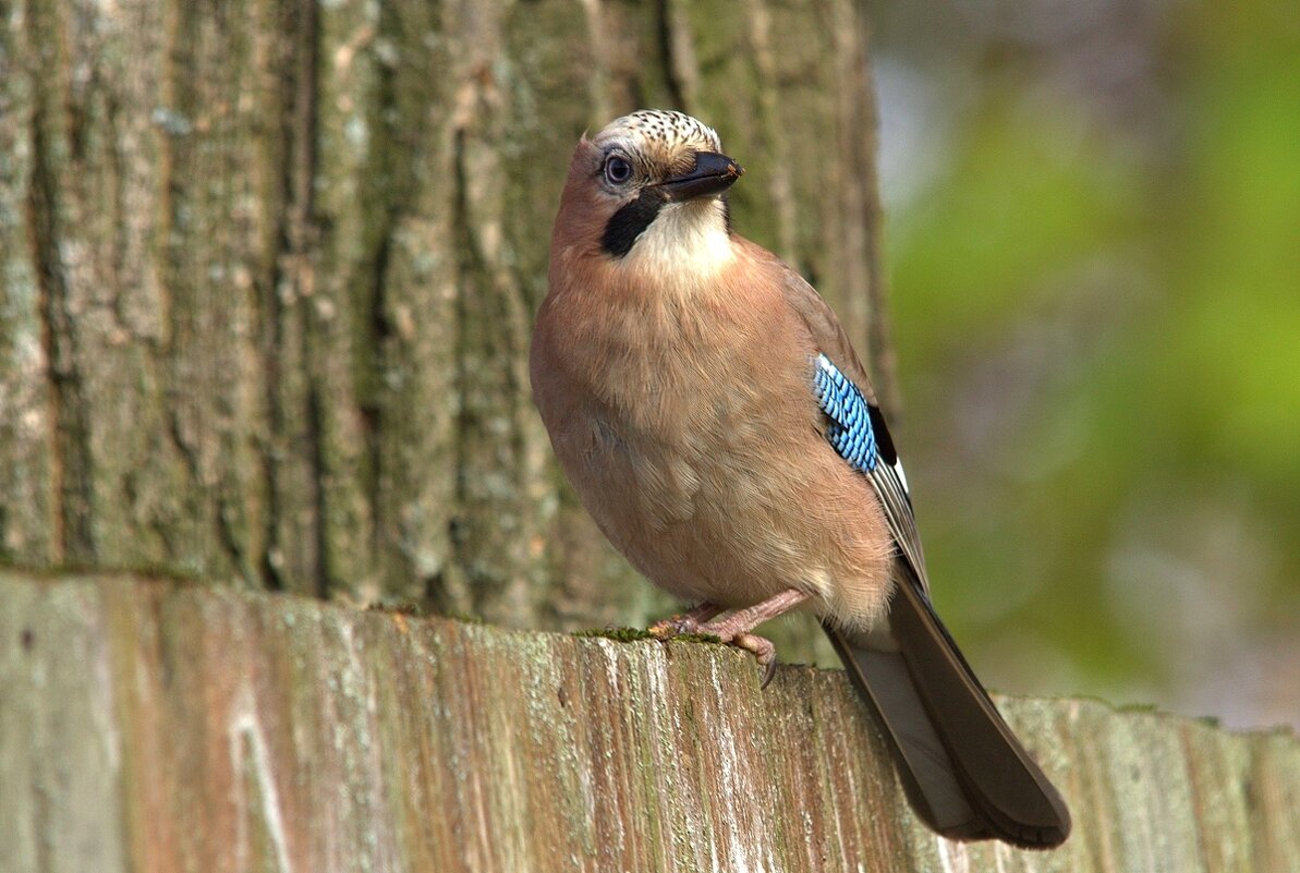 ... - Вячеслав Минаев