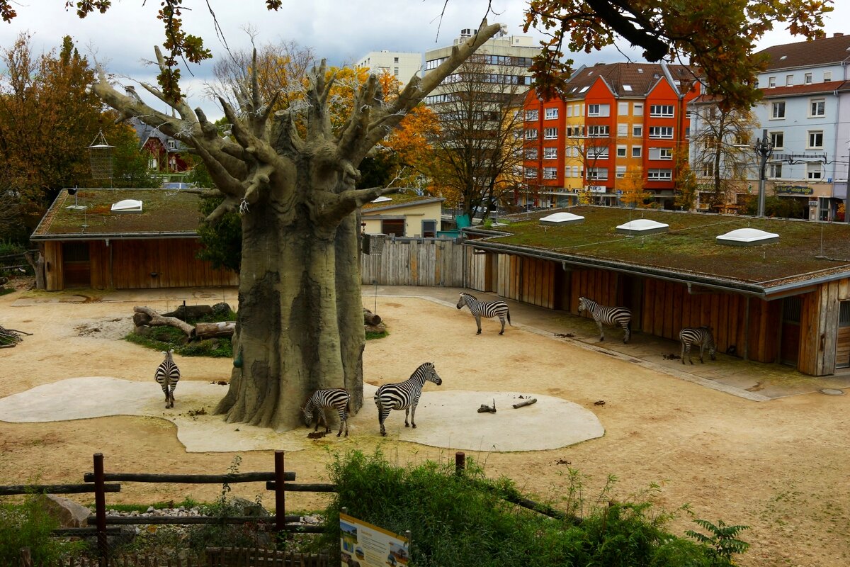 Кусочек Африки - Юрий. Шмаков