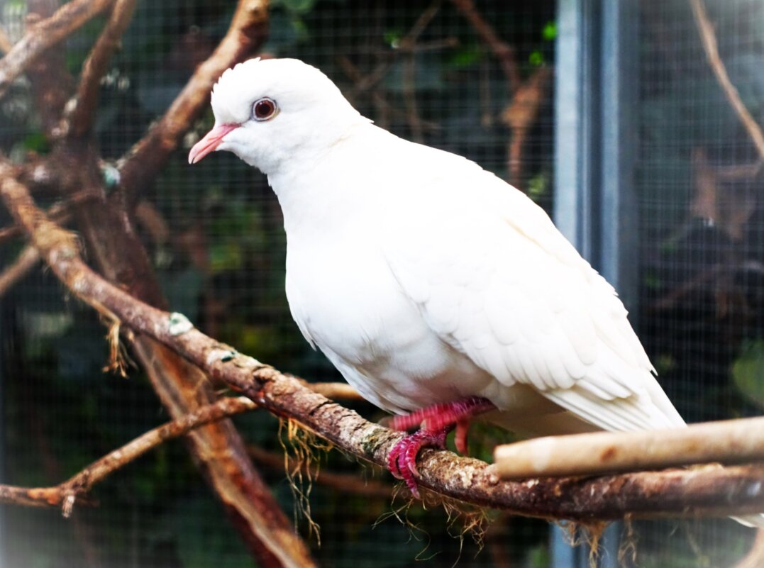 Египетская смеющаяся горлица - Aida10 