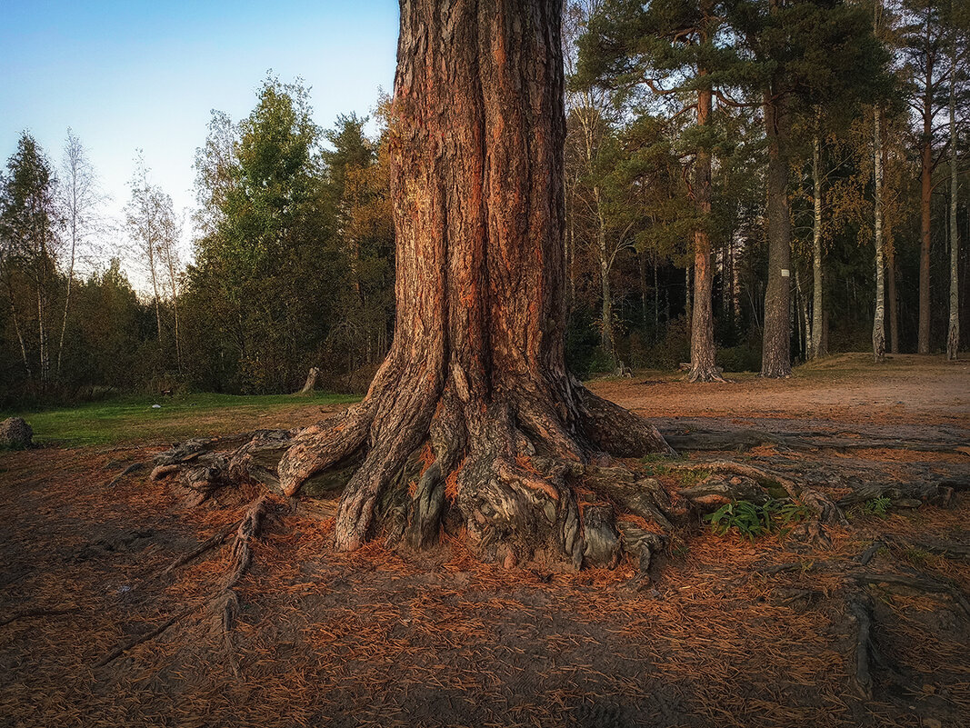 Могучий ствол и корни! Всем такой жизненной энергии! - Лилия *