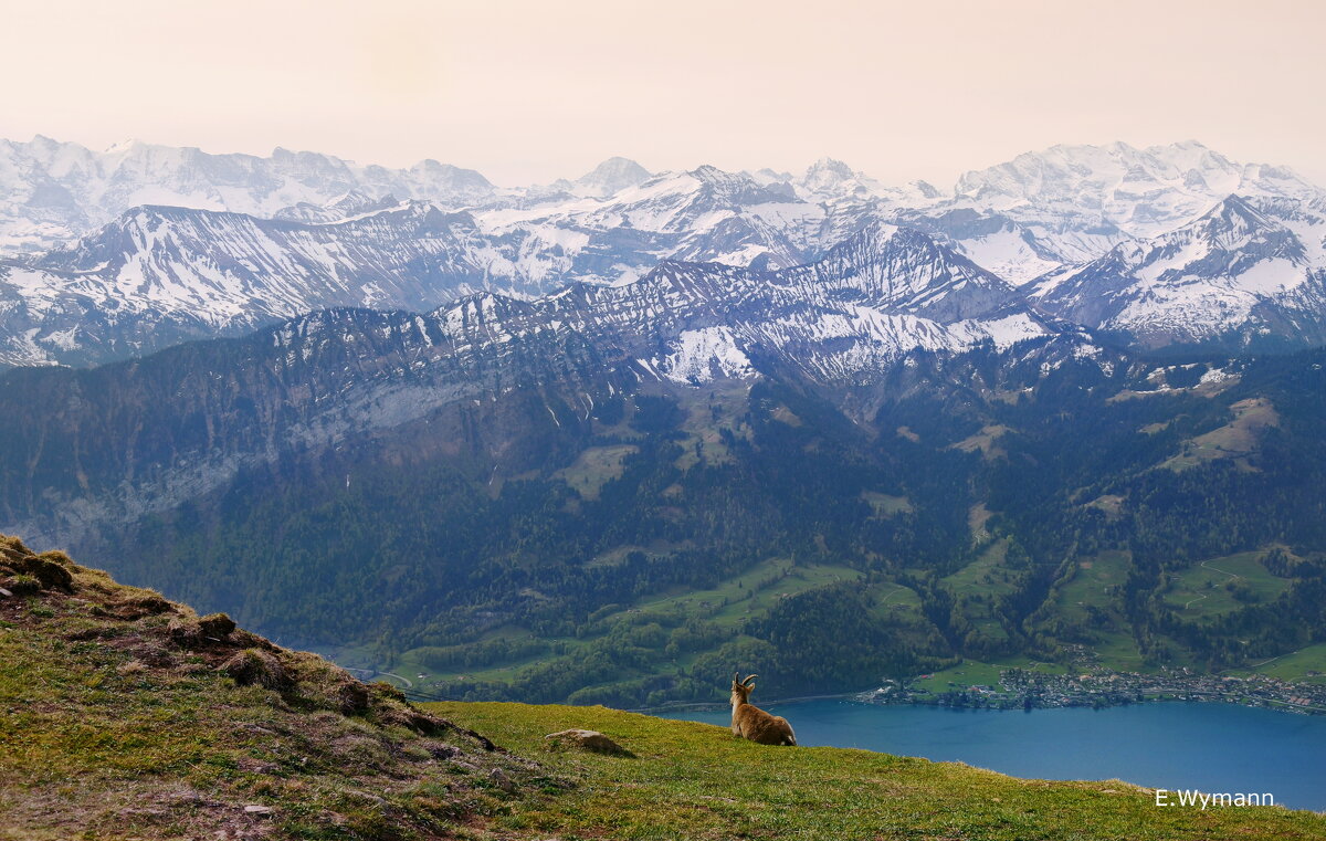 spring - Elena Wymann