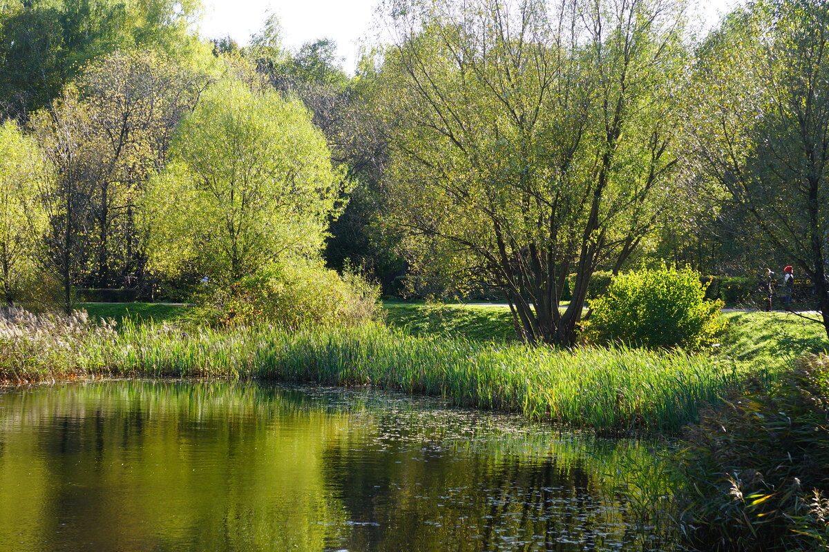 Озеро в парке - Ирина Крохмаль