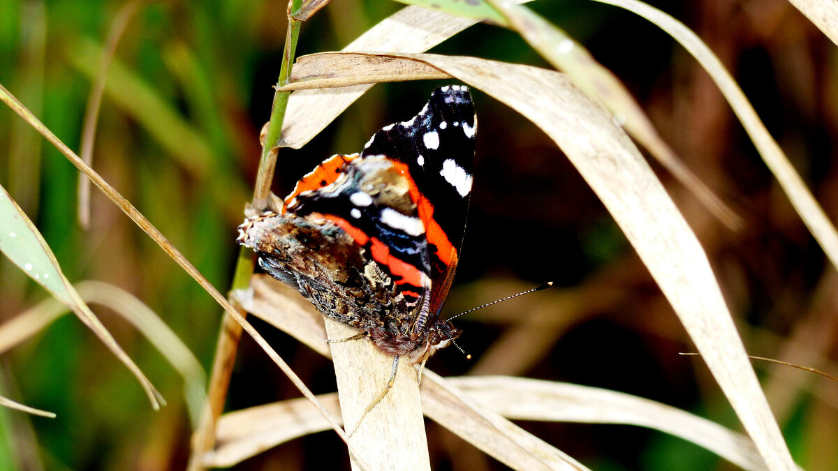 опять про бабочек...336 - Александр Прокудин