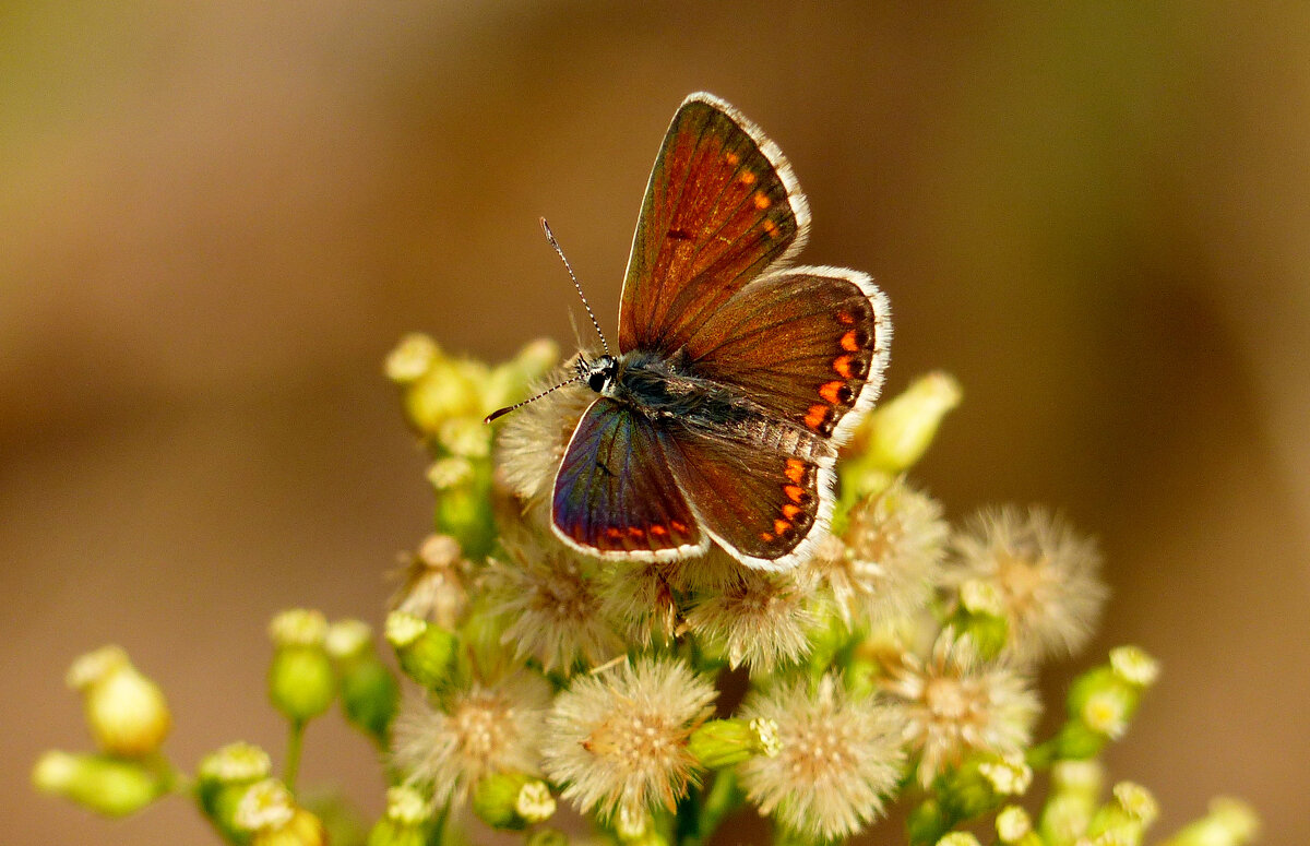 опять про бабочек...340 - Александр Прокудин
