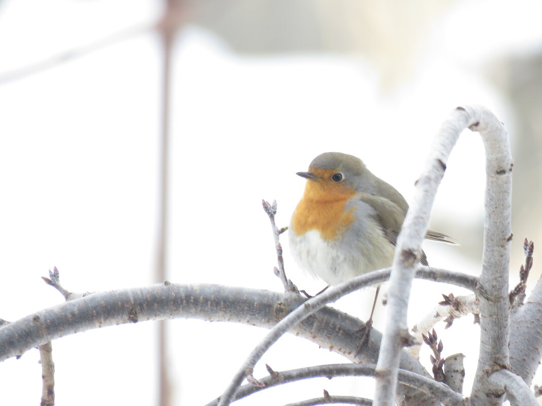 12 - Николай Я