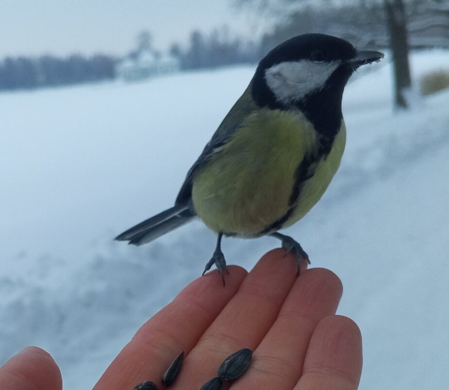 Синица - Сапсан 