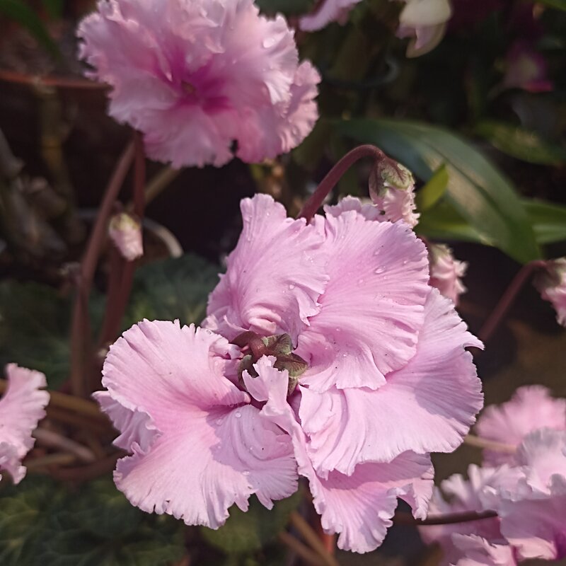 Цикламеновые завихрения - Pippa 