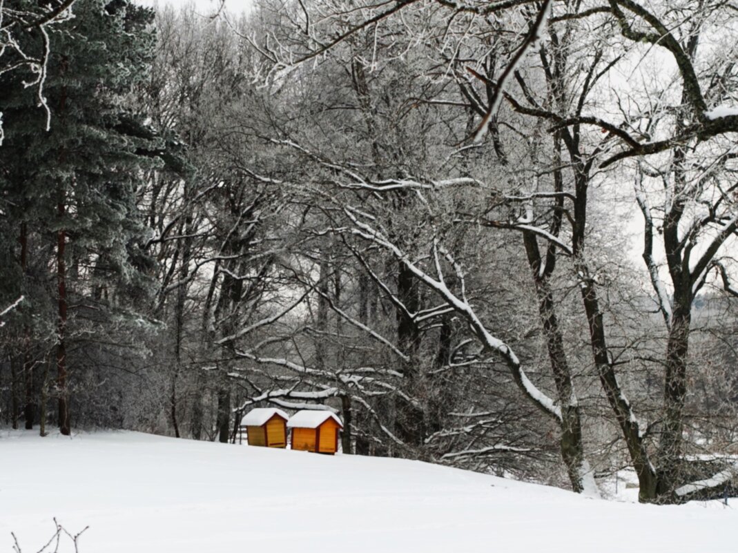 Заснеженность Ботанического сада - Aida10 
