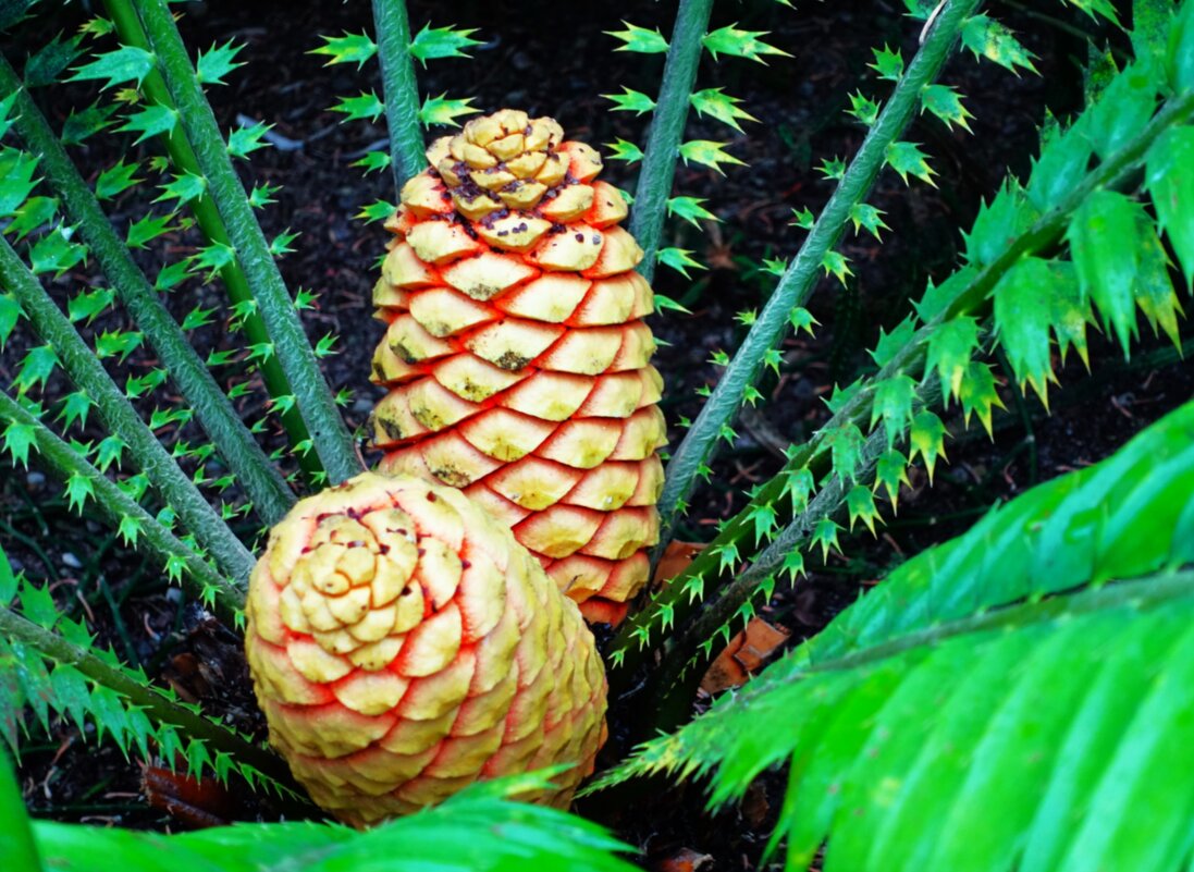 Женские шишки Энцефаляртоса - Aida10 