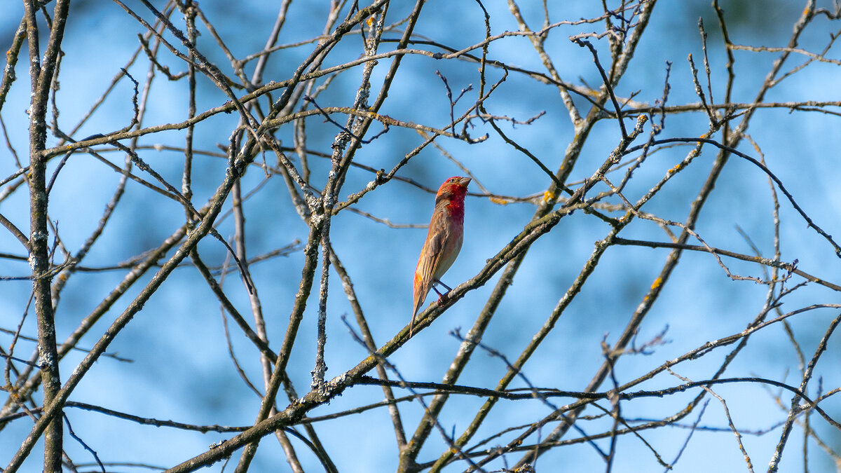 Чечевица - Владимир Лазарев