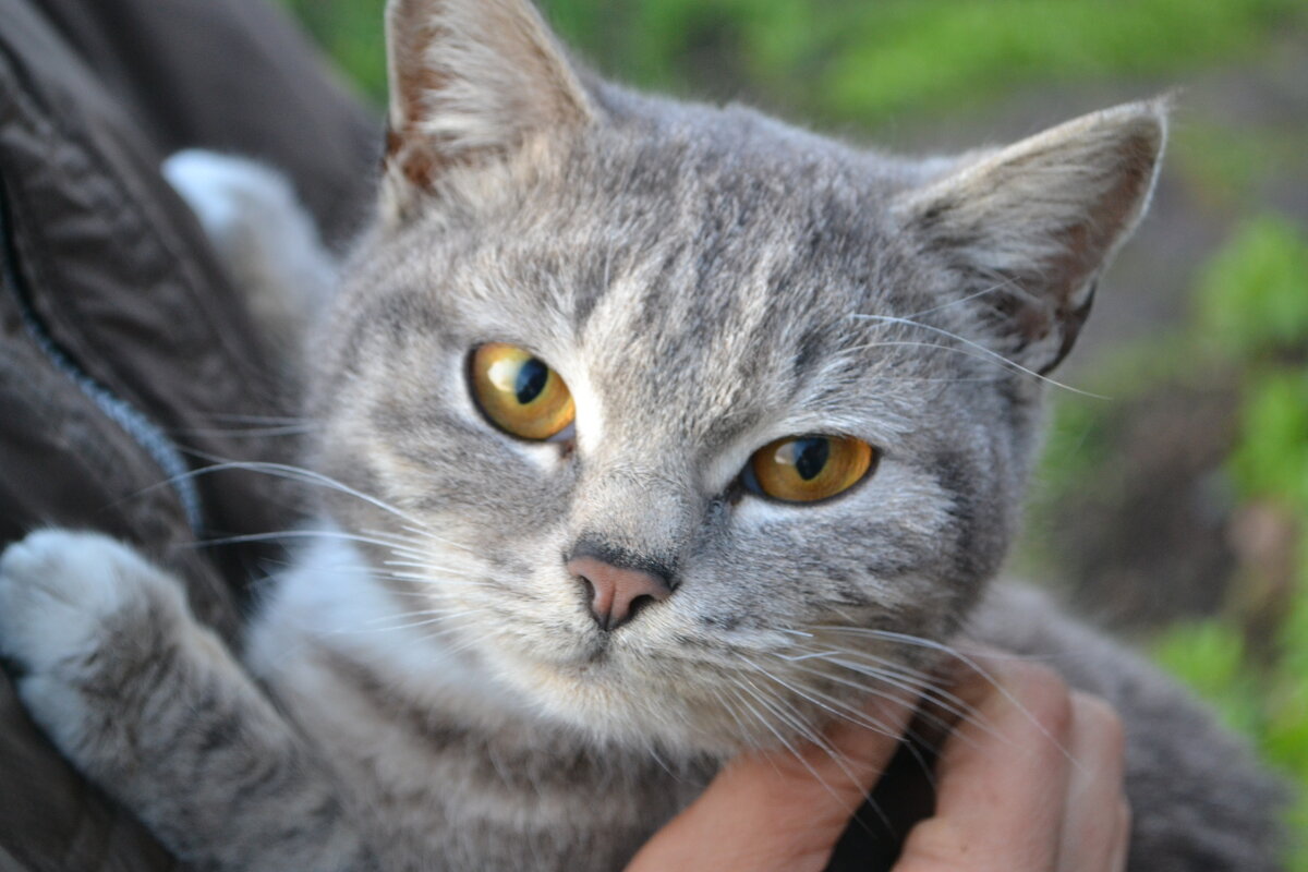 Кошка Мася) - Prizrak 777