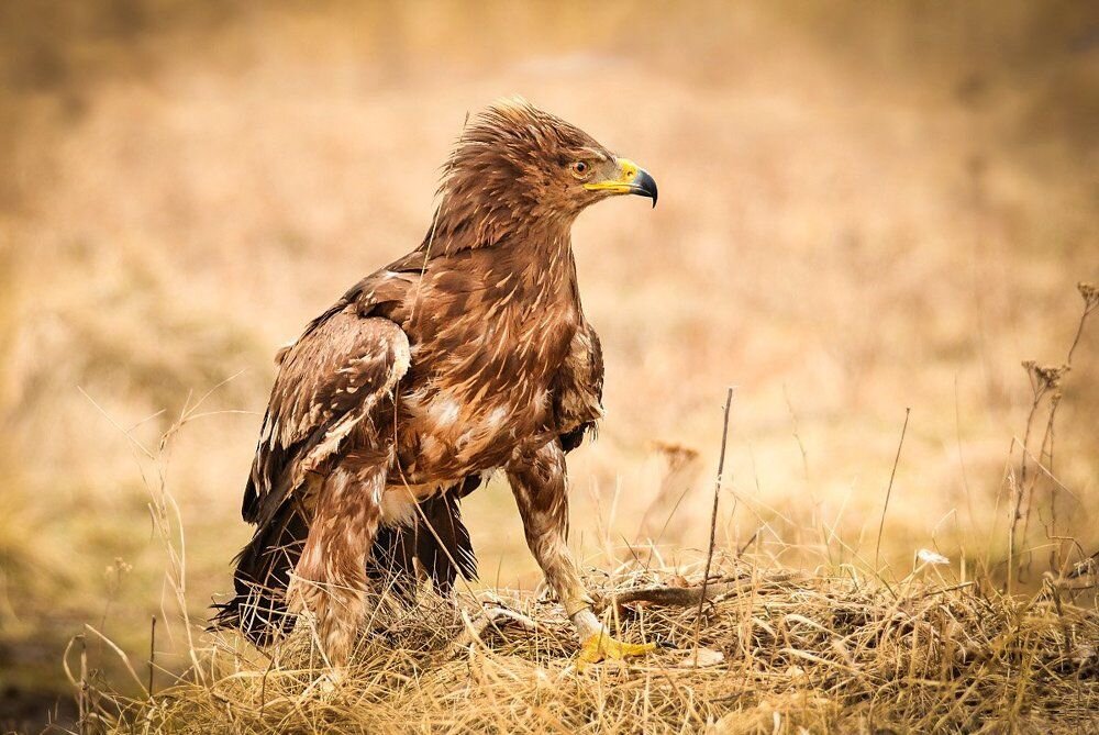 Фото репортаж из зоопарка -12 - irina Schwarzer 